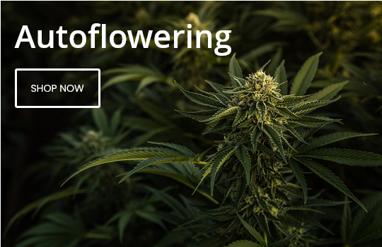 Autoflower Cannabis Seeds