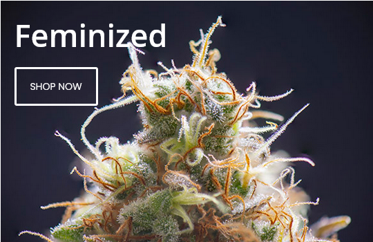 Feminized Cannabis Seeds