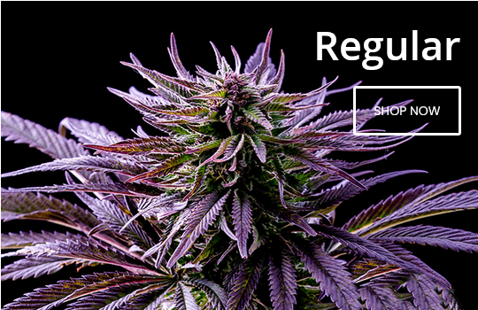 Regular Cannabis Seeds