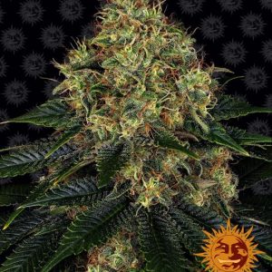 Skywalker OG Auto Feminised Seeds - 10