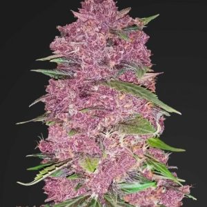 Purple Lemonade Auto Feminised Seeds - 2
