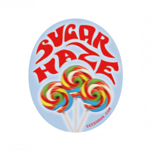 Sugar Haze Regular Seeds - 10