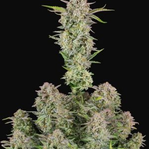Bruce Banner Auto Feminised Seeds - 2