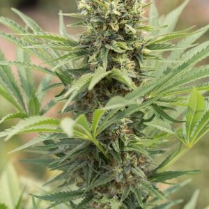 Dedoverde Haze Feminised Seeds - 5