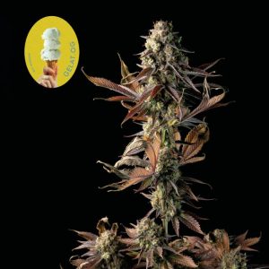 Gelat.OG Feminised Seeds - 50