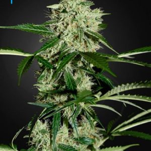 Northern Lights Auto Feminised Seeds - 5