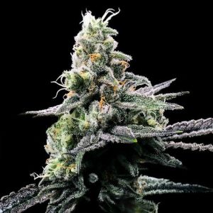 Purple Kosher Feminised Seeds - 6