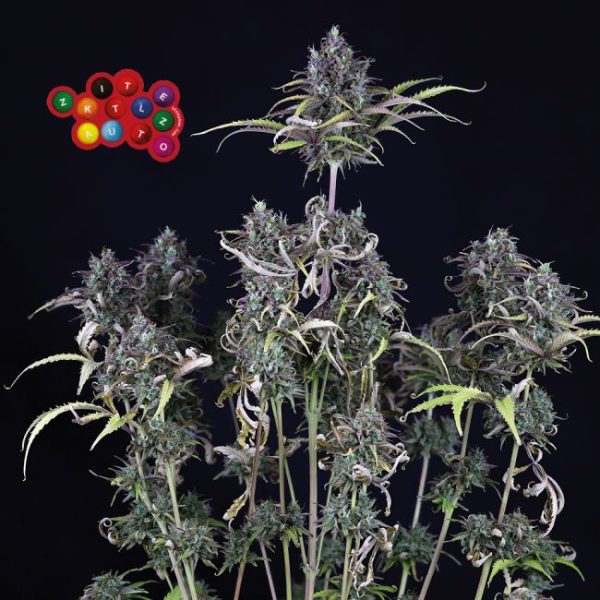 Zkittlez Auto Feminised Seeds - 5