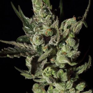 Exodus Cheese Feminised Seeds - 3