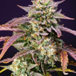 Purple Punch OG XL Auto Feminised Seeds - 5