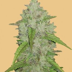 Original Amnesia Haze Auto Feminised Seeds - 2
