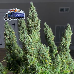 Alaskan Diesel Auto Feminised Seeds - 5