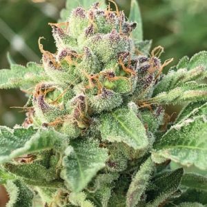 Apple Blossom Feminised Seeds - 5