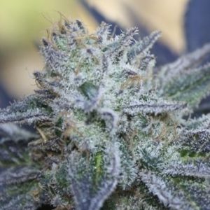 Washing Machine Feminised Seeds - 5
