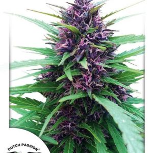 Shaman Feminised Seeds - 5