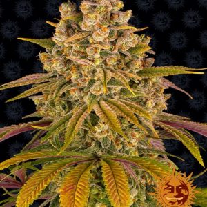 Lemon Tree Feminised Seeds - 5