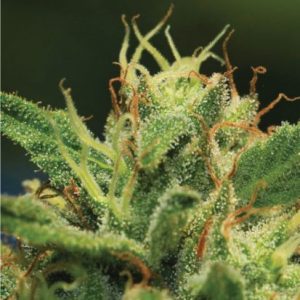 Humboldt Sour Diesel Feminised Seeds - 5