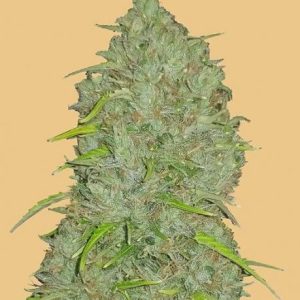 Original Jack Herer Auto Feminised Seeds - 2