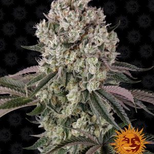 Glookies Feminised Seeds - 5
