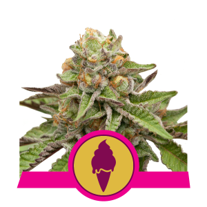 Green Gelato Feminised Seeds - 5