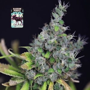 Alaskan Purple Feminised Seeds - 50