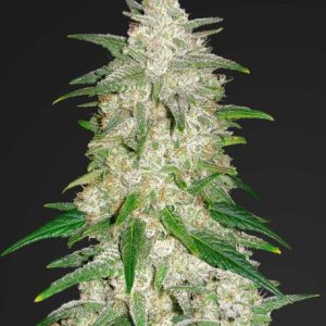 Gelato Auto Feminised Seeds - 2
