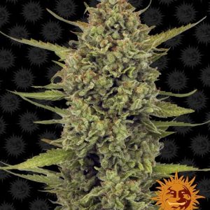 Acapulco Gold Feminised Seeds - 1