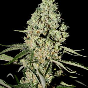 Super Critical Feminised Seeds - 3