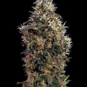 Sweet Mango AUTO Feminised Seeds - 5