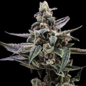 Affie OG Regular Seeds - 11