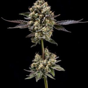 Afghani Mints Regular Seeds - 11