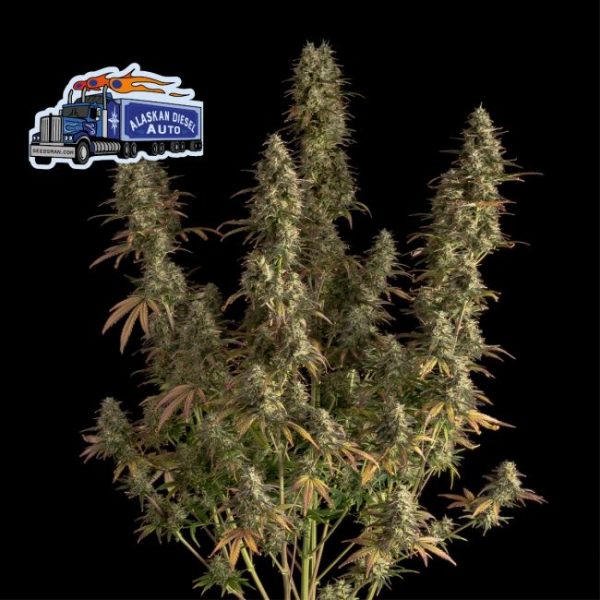 Alaskan Diesel Auto Feminised Seeds - 1 Pack - Seedsman - Image 2