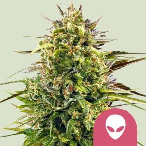 Alien OG Feminised Seeds - 5