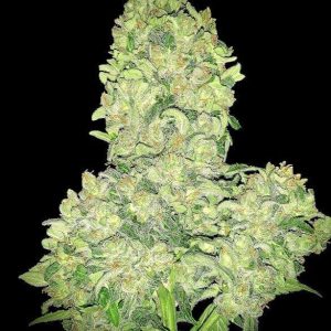 Alien Otto Auto Feminised Seeds - 6