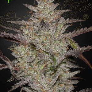 Alienz Auto Feminised Seeds - 5