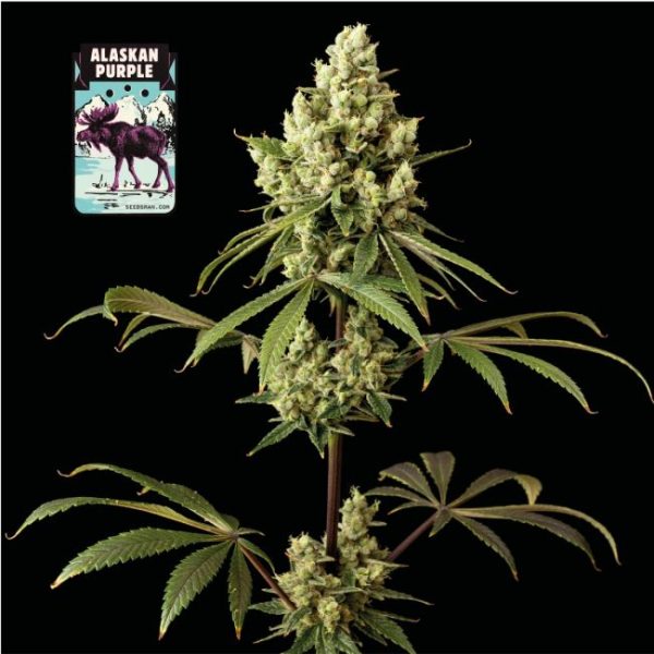Alaskan Purple Feminised Seeds - 10 Pack - Seedsman - Image 2