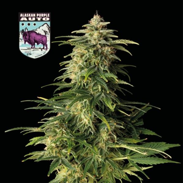 Alaskan Purple Auto Feminised Seeds - 3 Pack - Seedsman - Image 2