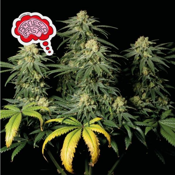 Amnesia FAST Feminised Seeds - 1 Pack - Seedsman - Image 2
