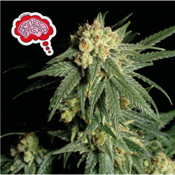 Amnesia FAST Feminised Seeds - 1 Pack - Seedsman - Image 3