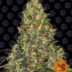 Amnesia Haze Auto Feminised Seeds - 10