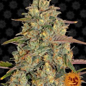 Amnesia Lemon Feminised Seeds - 10