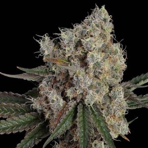 Another Level Feminised Seeds - 6