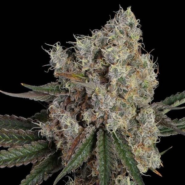 Another Level Feminised Seeds - 6