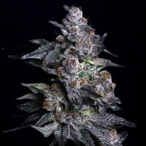 Apple Candie Feminised Seeds - 6