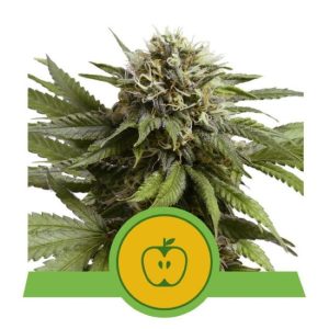 Apple Fritter Auto Feminised Seeds - 5