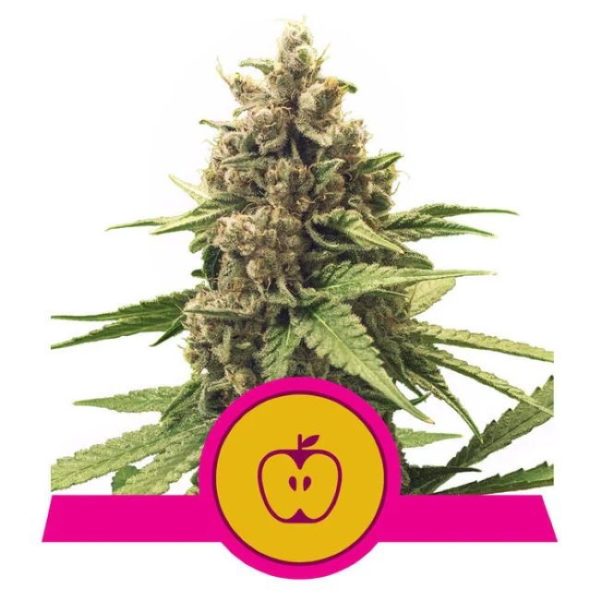 Apple Fritter Feminised Seeds - 5