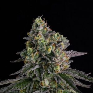 A.B. Parfait Feminised Seeds - 7