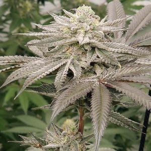 Aqua Verde Feminised Seeds - 6