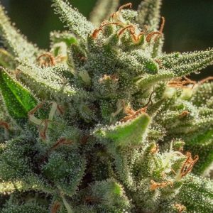 Cheetah Fat FAST Feminised Seeds - 5 + 2