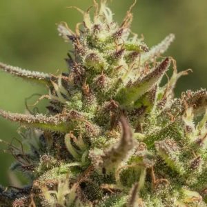 Chingona FAST Feminised Seeds - 5 + 2